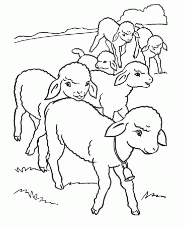 Sheep coloring pages in grassland - ColoringStar