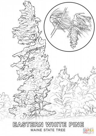 Maine State Tree coloring page | Free Printable Coloring Pages