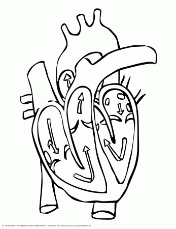 draw a human heart put in the veins - Clip Art Library