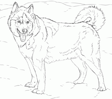 Husky Coloring Pages | Dog coloring page, Alaskan husky, Husky drawing