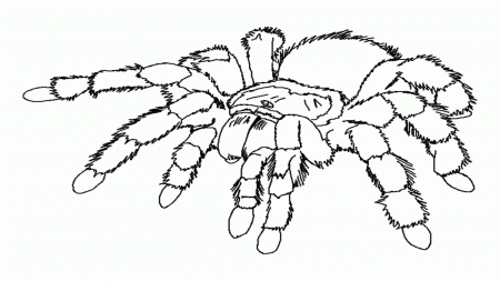 Spider Web Coloring Page (18 Pictures) - Colorine.net | 13192