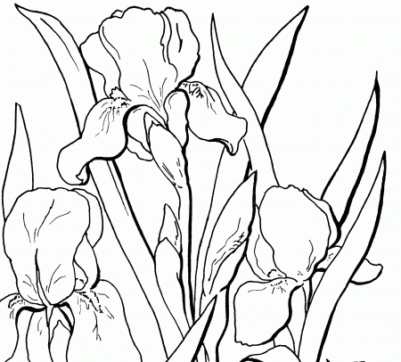 Free Adult Floral Coloring Page! - The Graphics Fairy