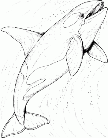 Free Printable Shark Coloring Pages For Kids