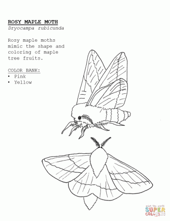Rosy Maple Moth coloring page | Free Printable Coloring Pages