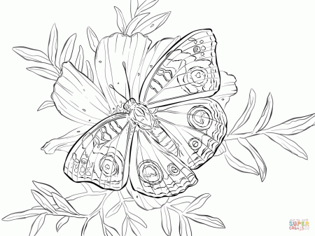 Buckeye Butterfly on a Flower coloring page | Free Printable ...