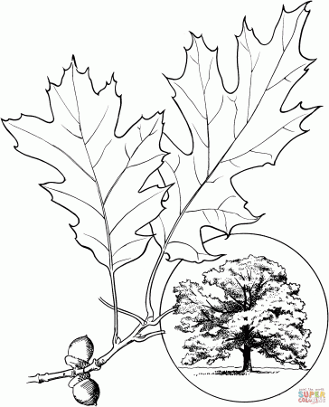 Northern Red Oak or Champion Oak coloring page | Free Printable Coloring  Pages
