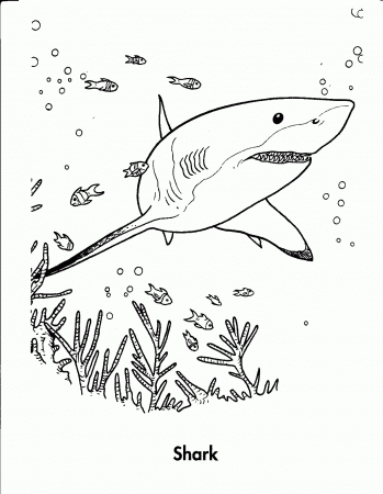 Free Coloring Sheets Sharks - High Quality Coloring Pages