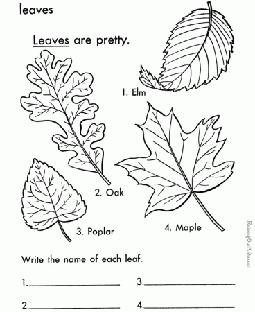 Printable Leaf Coloring Page 009