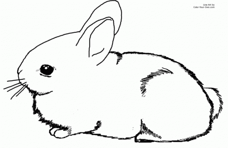 adorable baby bunny cottontail rabbit coloring page
