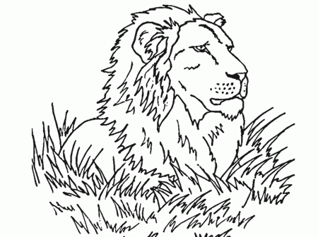 Lions Lion8 Animals Coloring Pages & Coloring Book