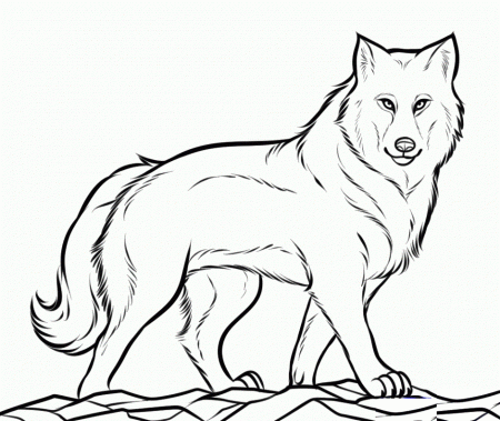 Baby Wolf Coloring Pages Download Page Quoteko 254399 Baby Wolf 