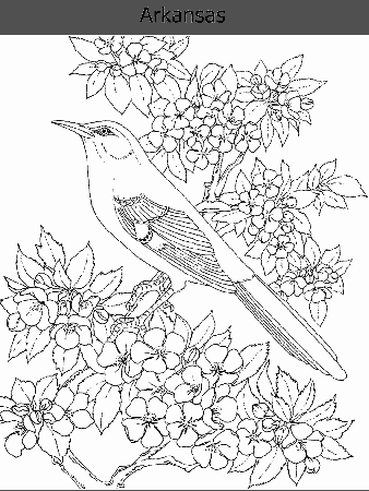 New York State Flower Coloring Page