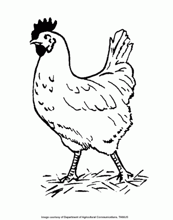 Chicken - Free Coloring Pages for Kids - Printable Colouring Sheets