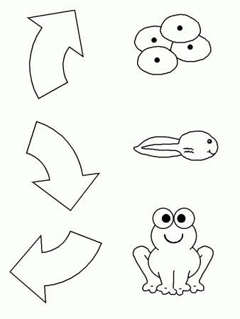 Frog Life Cycle For Kids Images & Pictures - Becuo