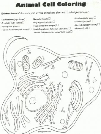 Plant And Animal Cell Coloring Page