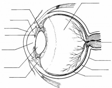 Human Eye coloring pages