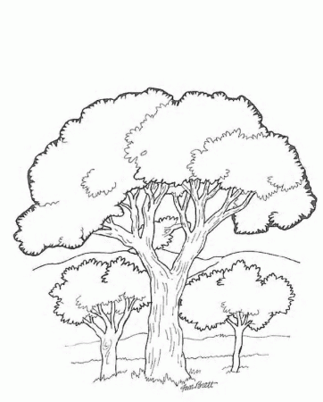 drawing coloured of oak tree - Clip Art Library