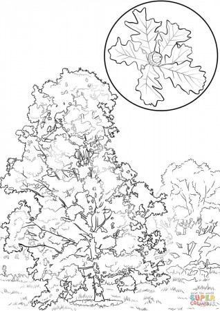 Bur Oak coloring page | Free Printable Coloring Pages