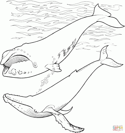 Arctic animals coloring pages | Free Printable Pictures