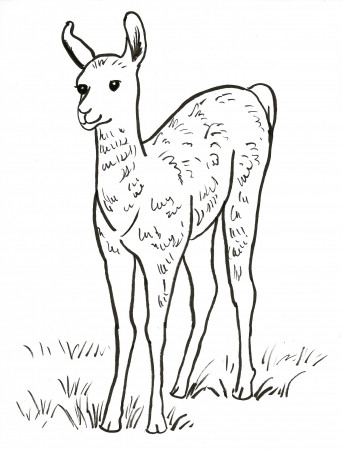 Llama Coloring Page - Art Starts