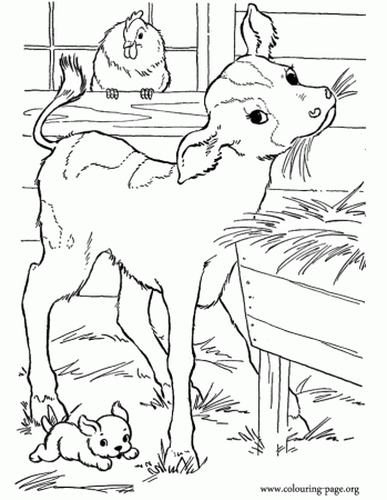 Cows and Calves - A cute baby calf in the barn coloring page