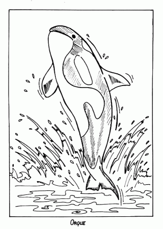 Killer Whale (Orca) coloring page - Animals Town - Animal color ...