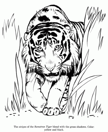 Animal Drawings Coloring Pages | Sumatran Tiger animal 