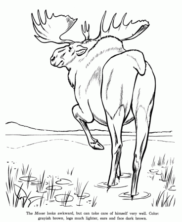 Animal Drawings Coloring Pages | Wild Moose animal identification 
