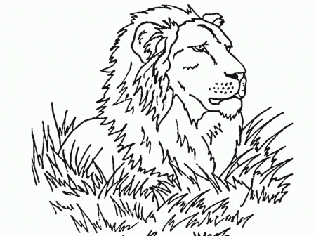 animal face coloring pages : Printable Coloring Sheet ~ Anbu 