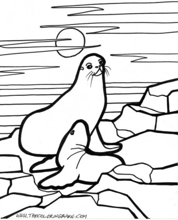 Sweet Seal Coloring Page | Laptopezine.