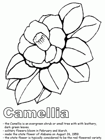 Camellia coloring page