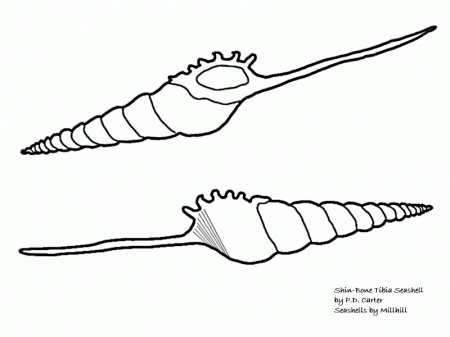 Animal Coloring Seashells Coloring Page: Four Types Of Seashells 