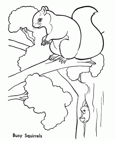 Wild Animal Coloring Pages | Tree squirrels Coloring Page and Kids 
