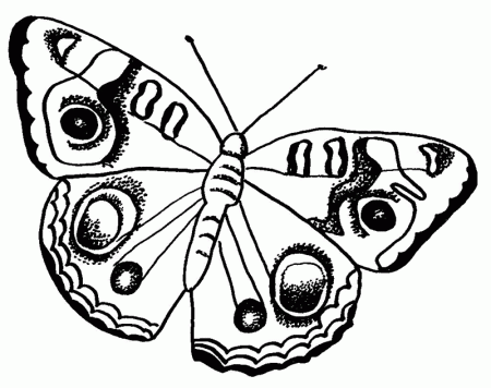 Butterfly Coloring Pages 55 260060 High Definition Wallpapers 