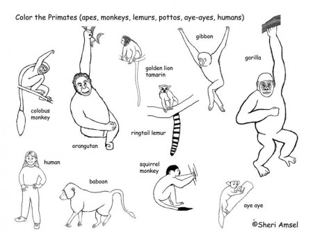 Primates Coloring Page -- Exploring Nature Educational Resource
