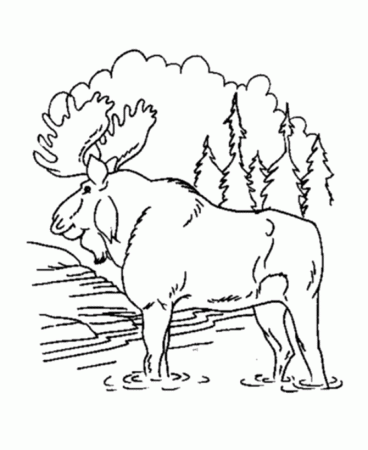 Bull Moose Animal Coloring Pages | Moose Coloring Page | HonkingDonkey