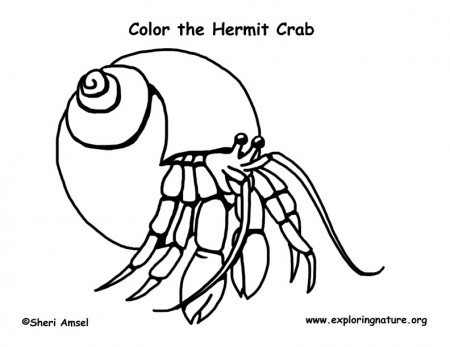 Hermit Crab Coloring Page -- Exploring Nature Educational Resource
