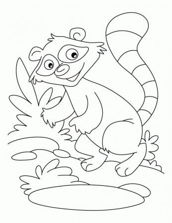 free Raccoon coloring pages for kids | Coloring Pages