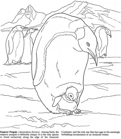 Arctic and Antarctic Life Coloring Book | Coloring pages 2nd edition …