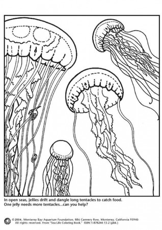 2 jellyfish Colouring Pages