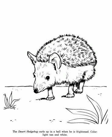 Animal Drawings Coloring Pages | Hedgehog animal identification 