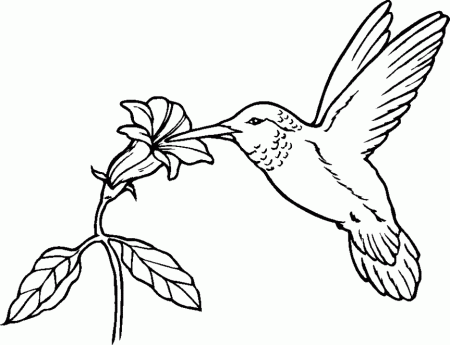 Hummingbird coloring page - Animals Town - animals color sheet ...