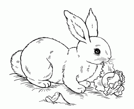 Easter Rabbit Coloring Pages | BlueBonkers - Lettuce Rabbit free ...